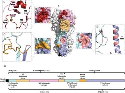 Analysis of the conserved protective epitopes of hemagglutinin on influenza A viruses